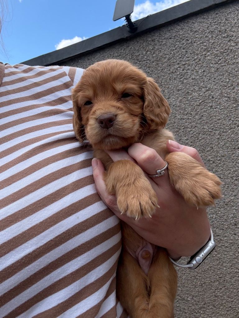 Cocker spaniel puppies