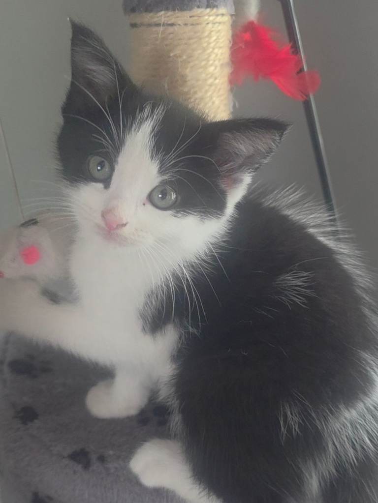 Beautiful 1 Boy  (British xRagdoll Mix)