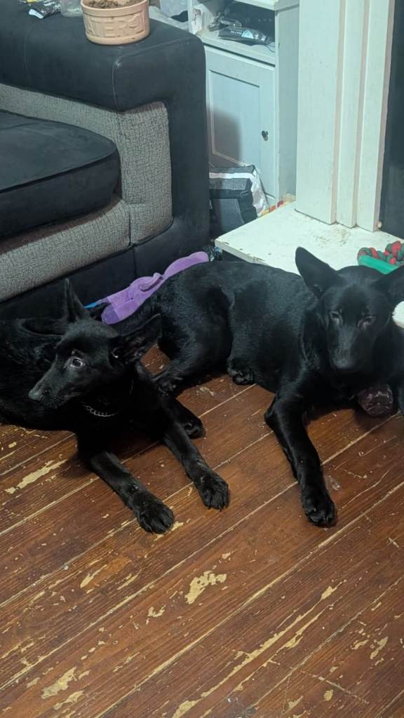 8month old pups for rehoming.