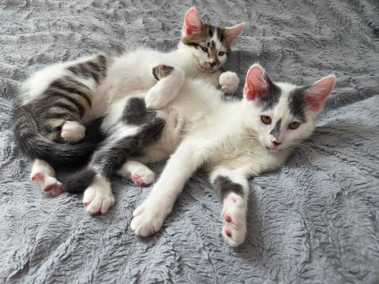 2 Male Kittens Looking for a Loving Home