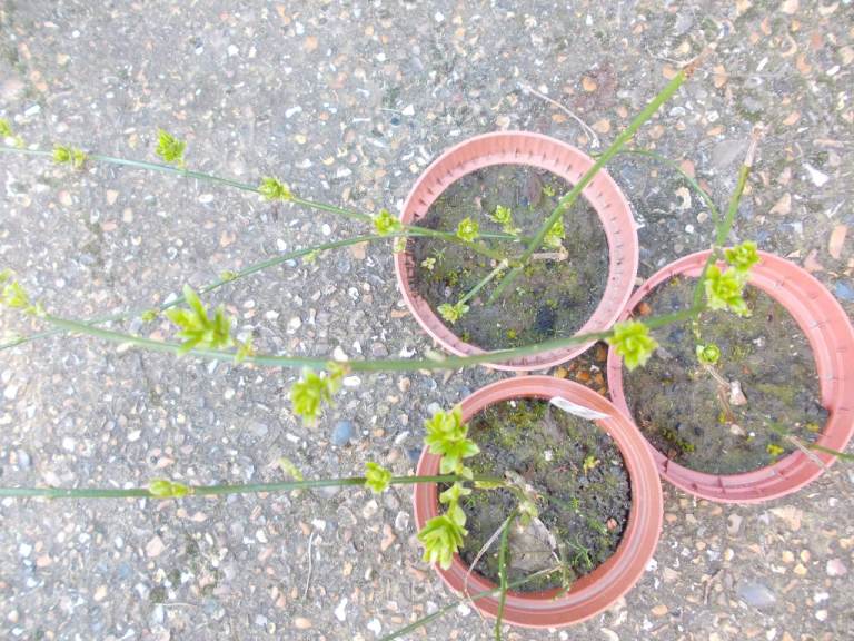 Winter Jasmine Garden Plants