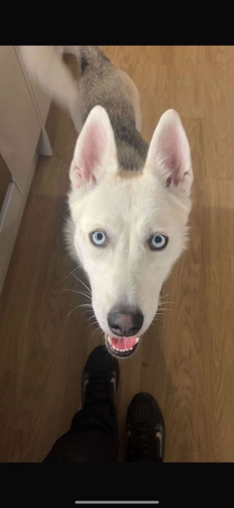 White short hair Siberian Husky  