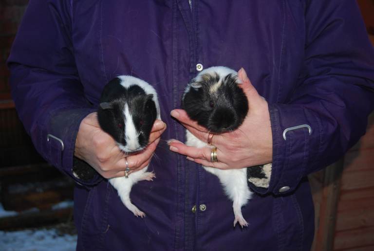 Young Sow Guinea Pigs
