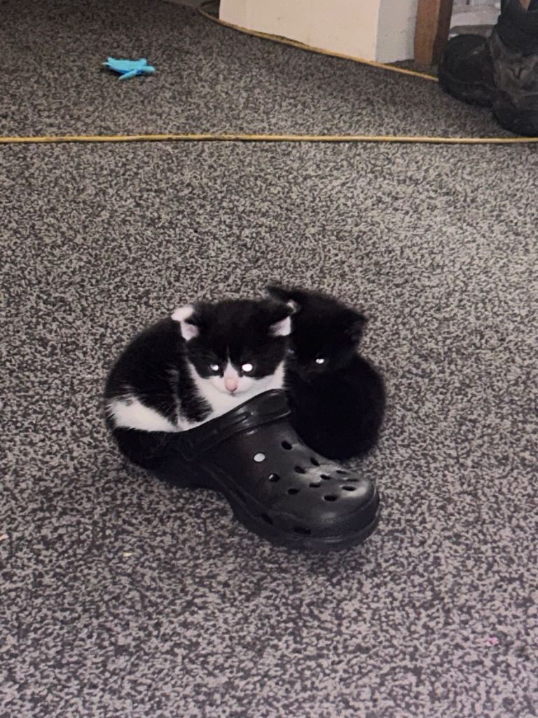 2 beautiful female & 1 male kittens 