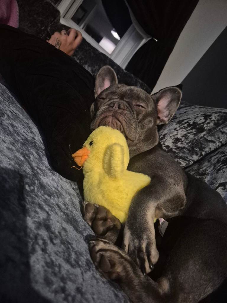 French bulldog 