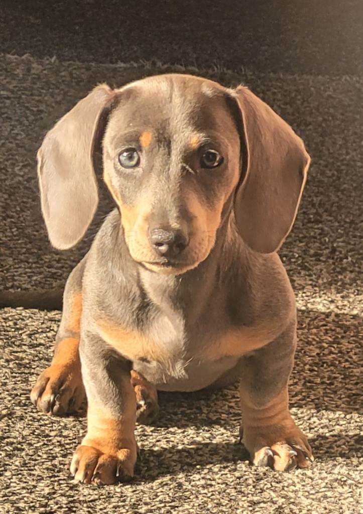 Blue-Tan Miniature Dachshund