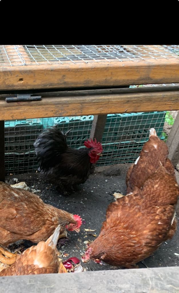 Blue rooster sold hens available 