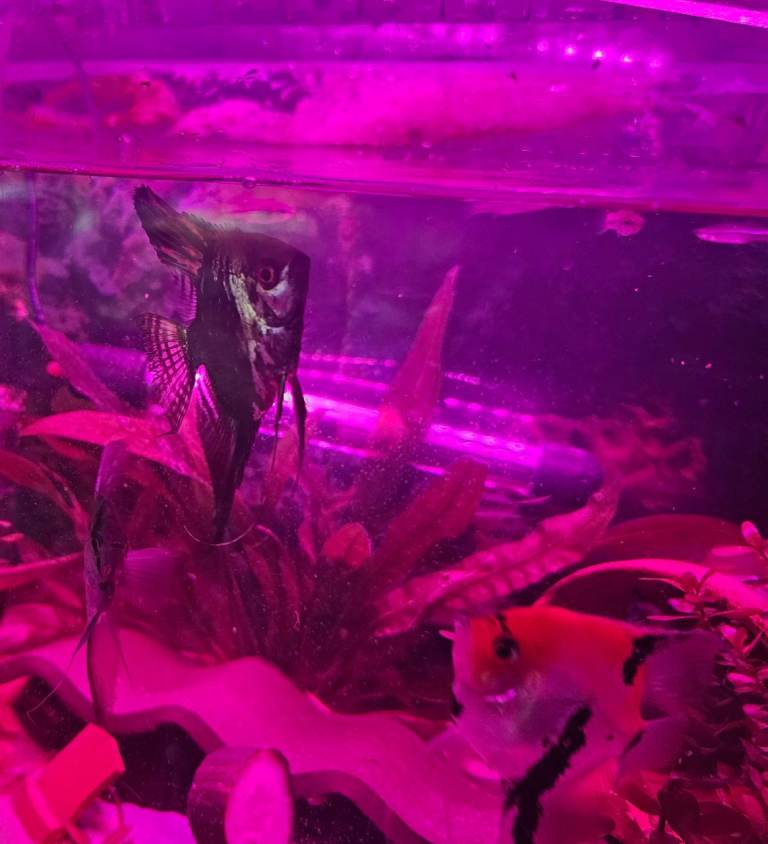 Young adult ANgel fish, and rare Montezuma Swordtails for sale