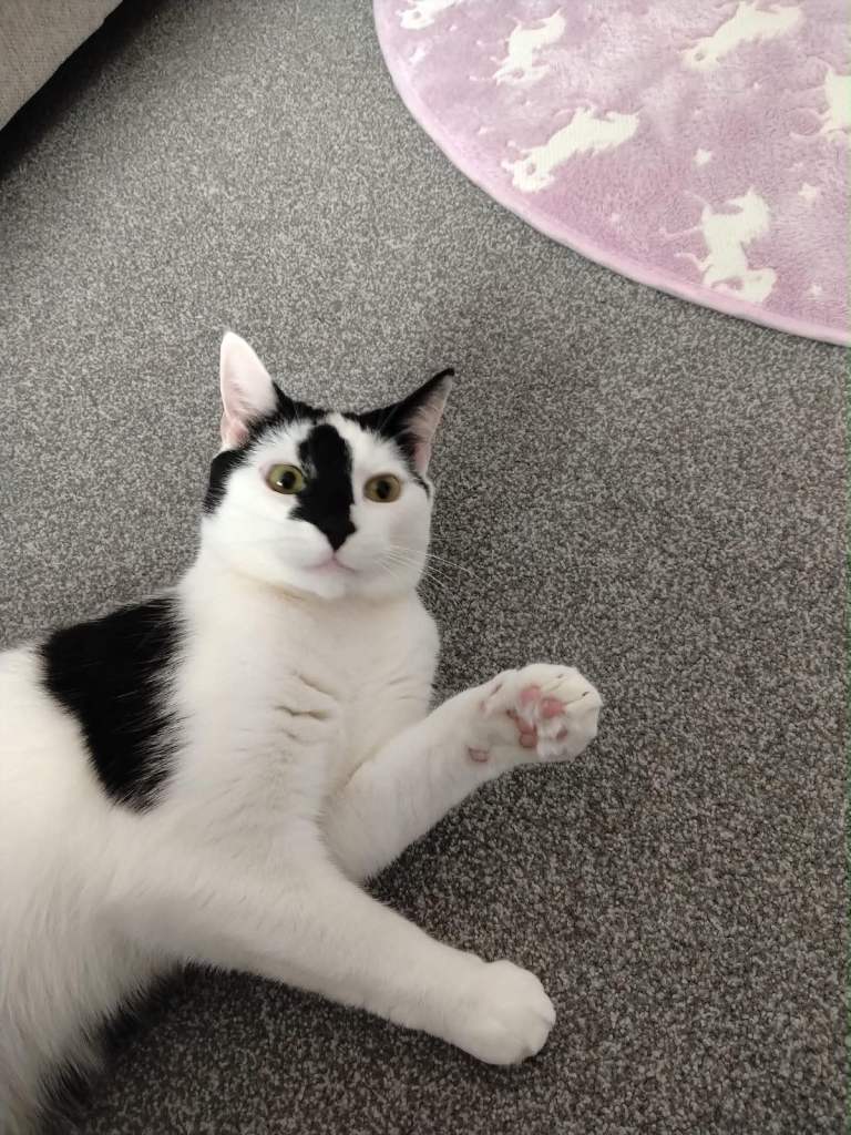 Oreo looking for a good home 
