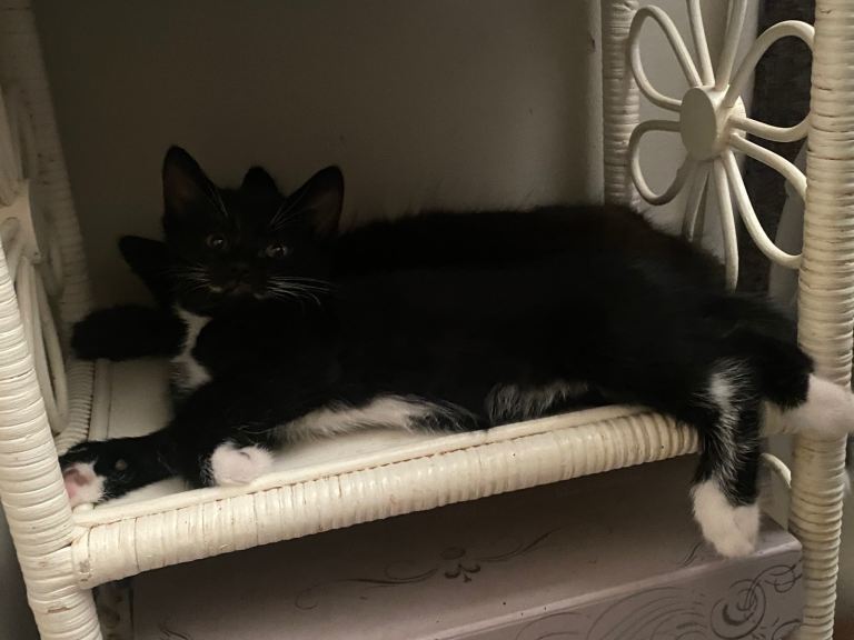Fluffy Kittens for sale 