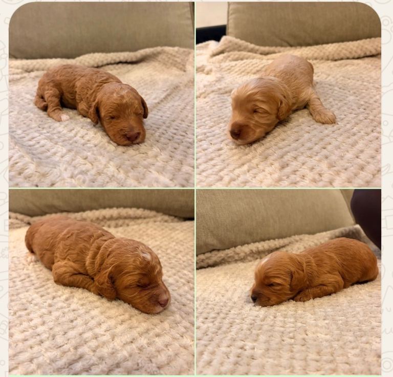 Beautiful Cockapoo Puppies – 4 Gorgeous Boys – Liverpool ❤️�
