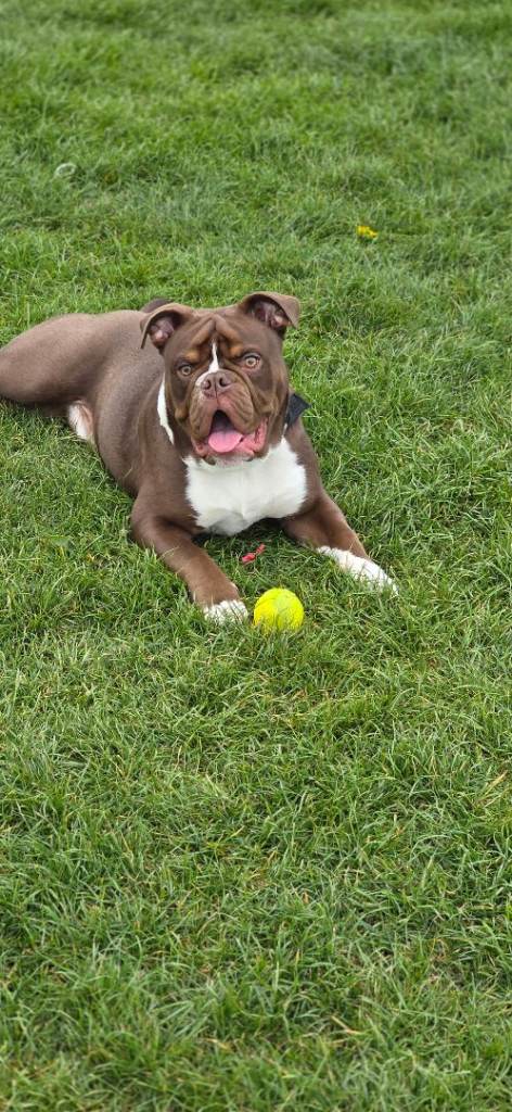 Olde Tyme English Bulldog 