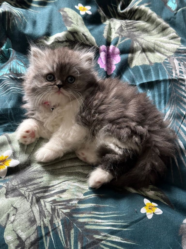 ONLY 1 GIRL LEFT STUNNING PERSIAN KITTENS