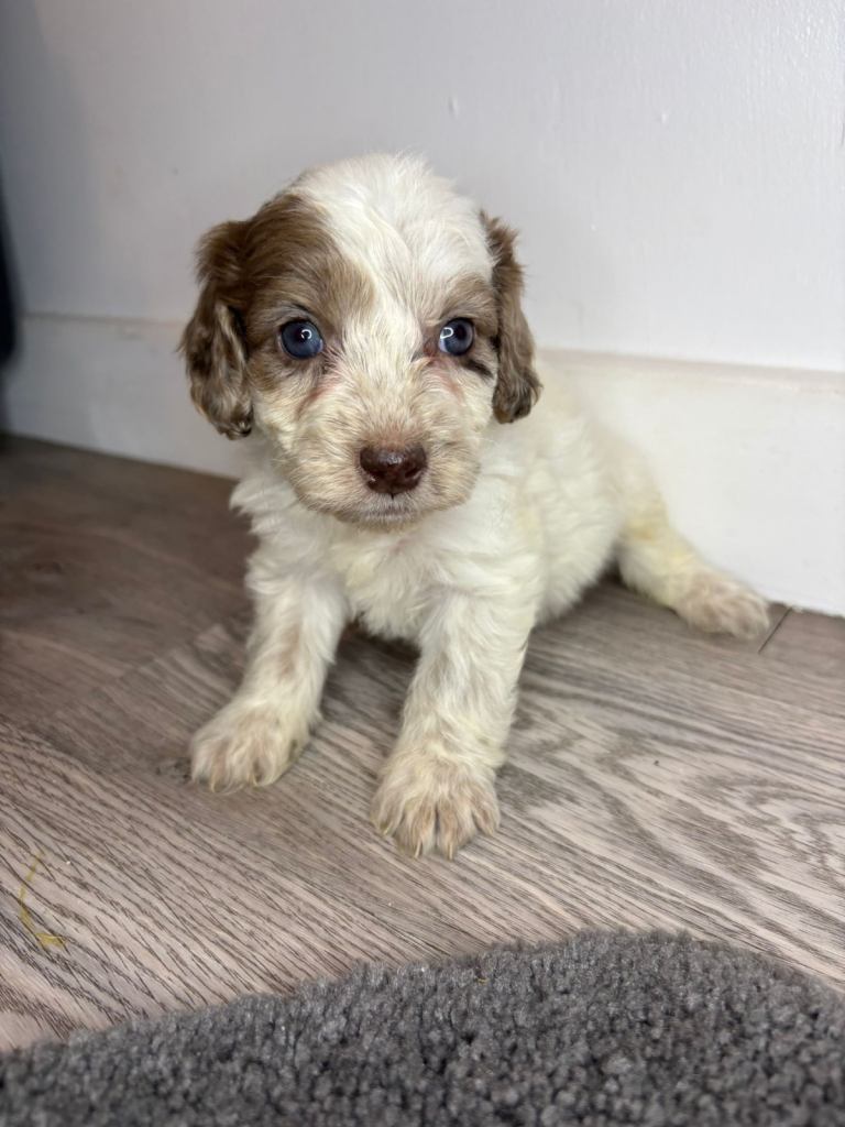 Cockapoo puppies 