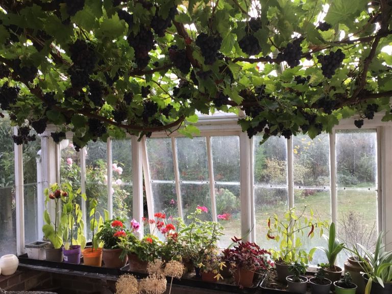 Free grapes for wine-making or eating.  Free.