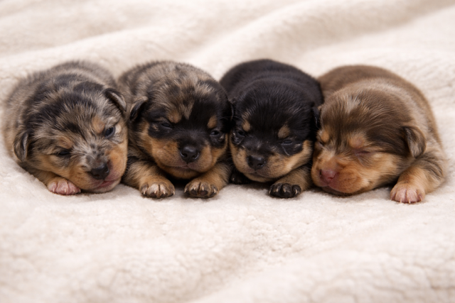 Miniature Dachshunds 