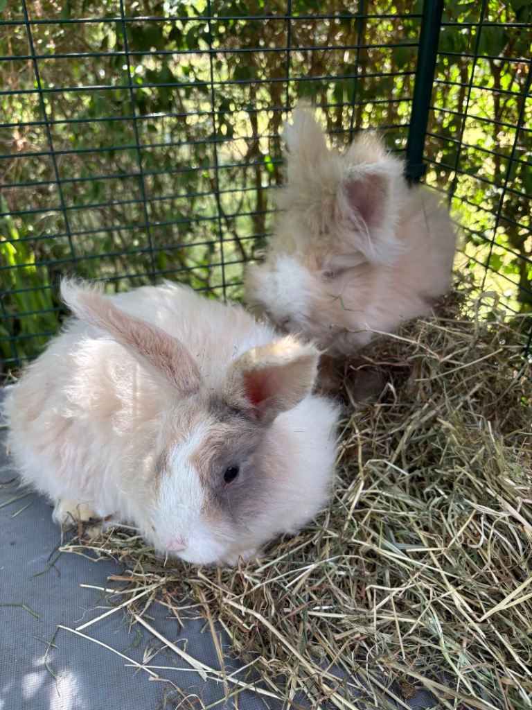 Angora x lion head/ vaccinated 