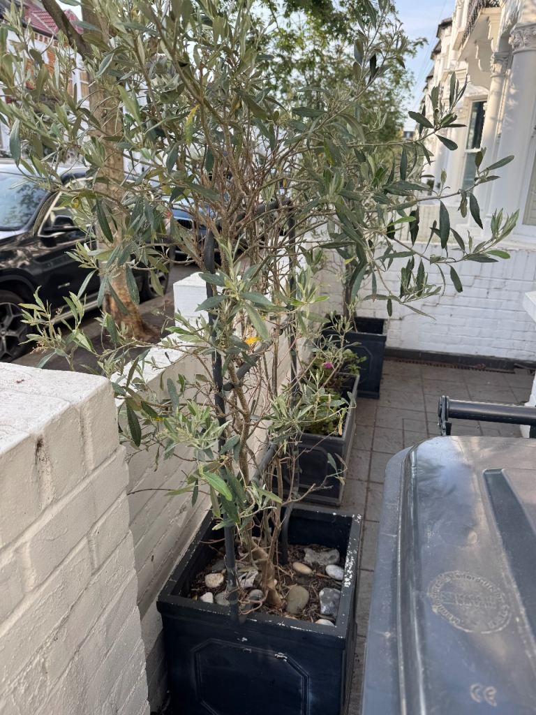 2 Olive Trees in Chelsea Garden pots - £50 each