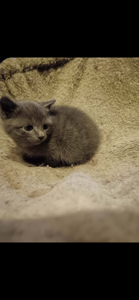 1 kitten