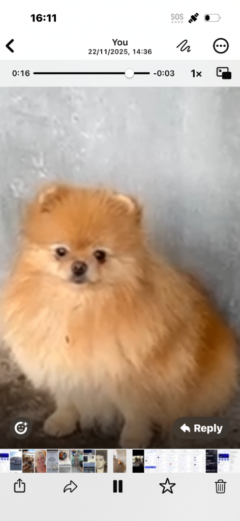 Pomeranian female dog for sale 