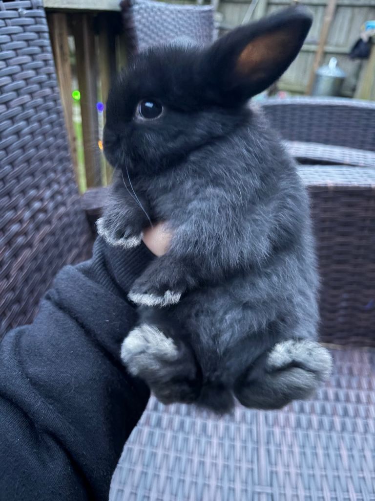 3x baby boy bunnies 