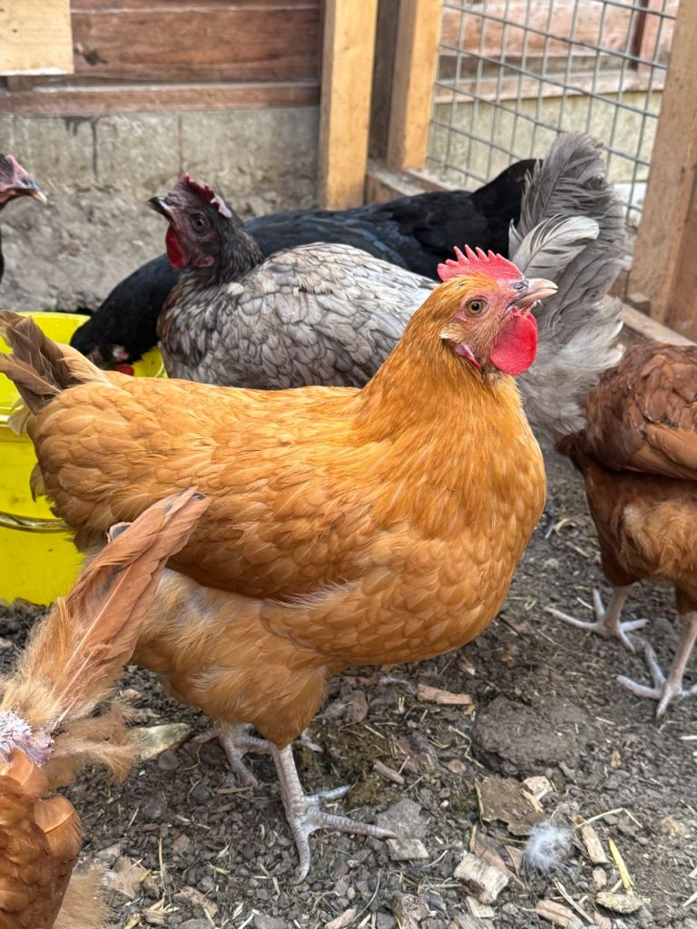 Chickens