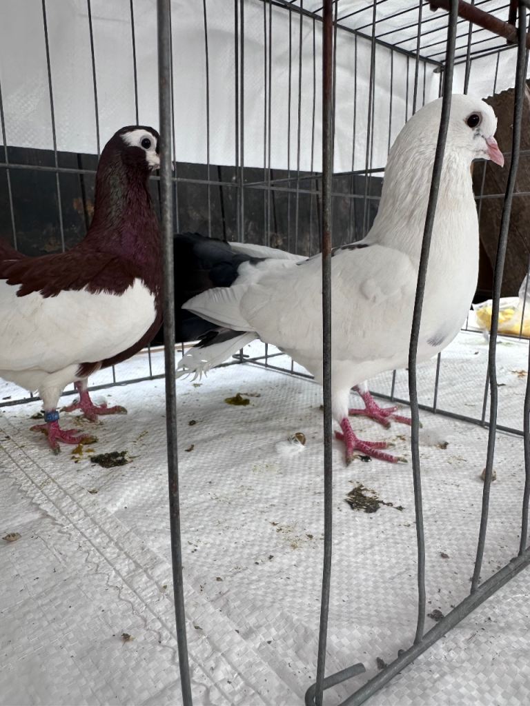 Pigeons Bazaar market 