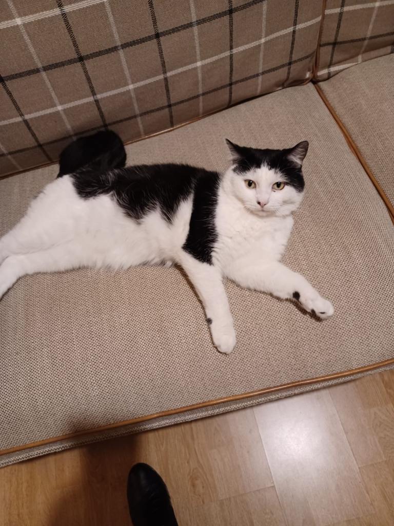 Lovely 4-Year-Old Male Cat Looking for a Loving Home 🐾