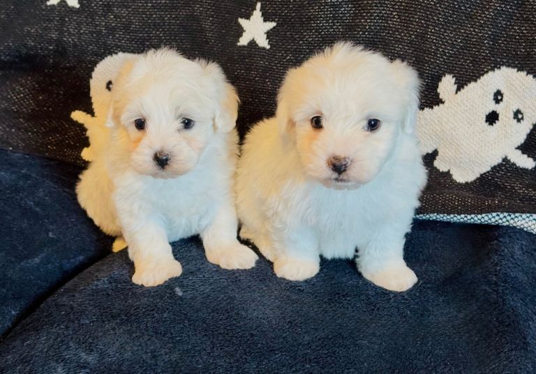 Maltese puppies 