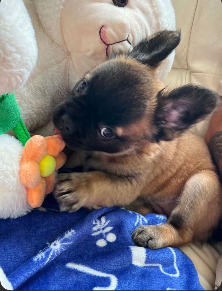 🐾 Beautiful French Bulldog 🐶