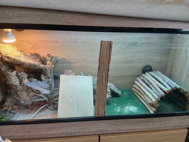 Bearded dragon 