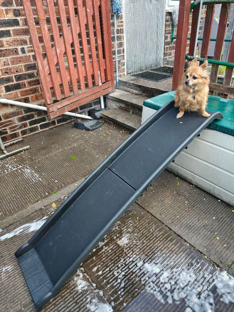 Folding car ramp for a dog
