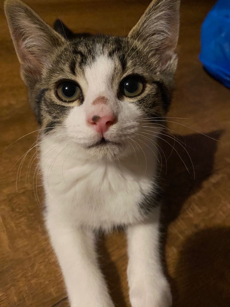 Only 1 gorgeous boy kitten left for sale