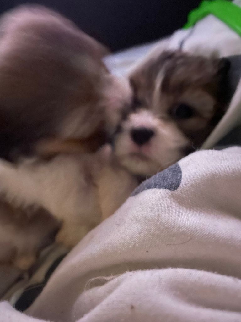 Shih TzuPuppies 