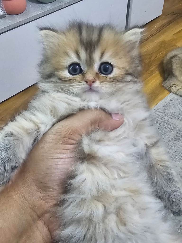 Persian Kitten