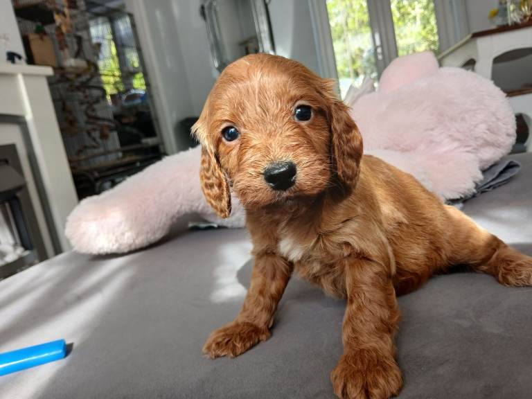 4 cockerpoo puppys