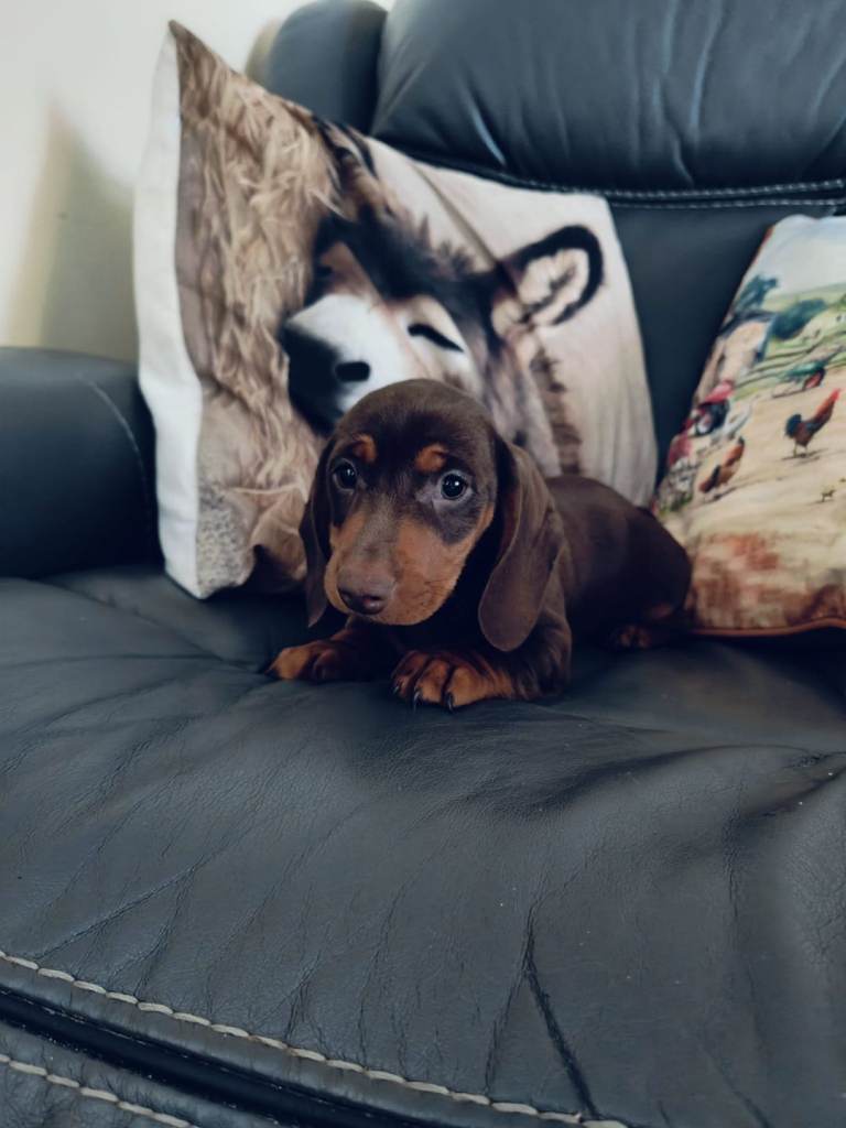 Miniature dachshund puppy 