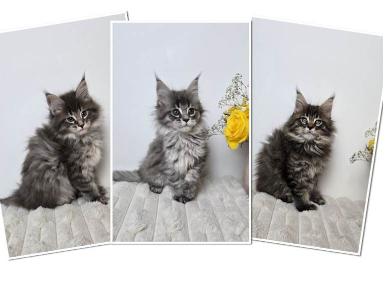 TICA registered maine coon kittens 
