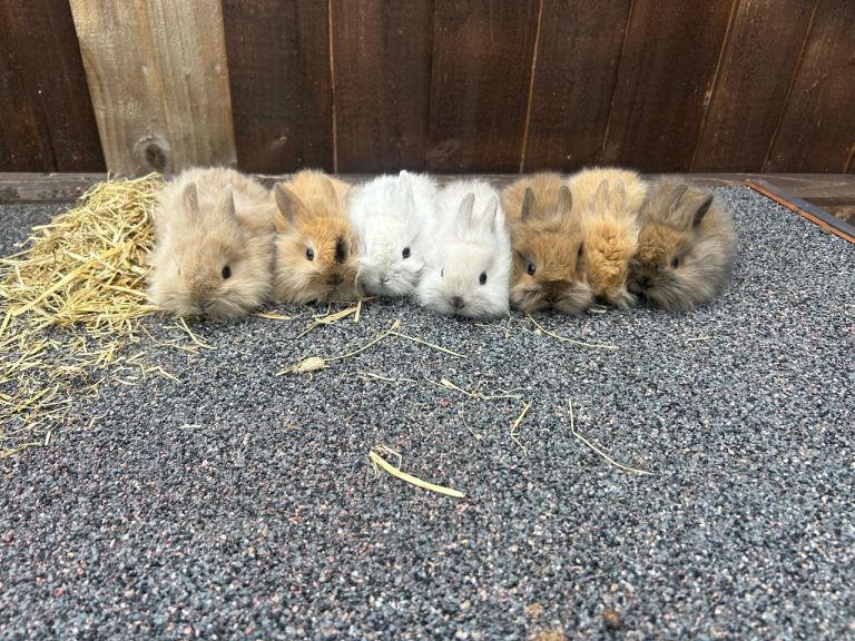 Rabbits