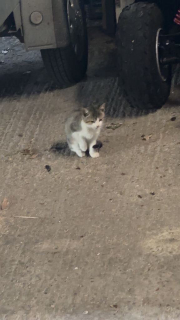 10 week old kittens