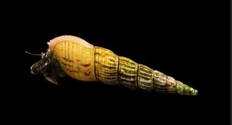 Malaysian Trumpet Snail for Aquarium