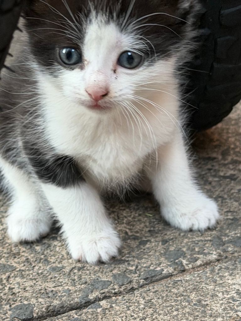 Kitten 