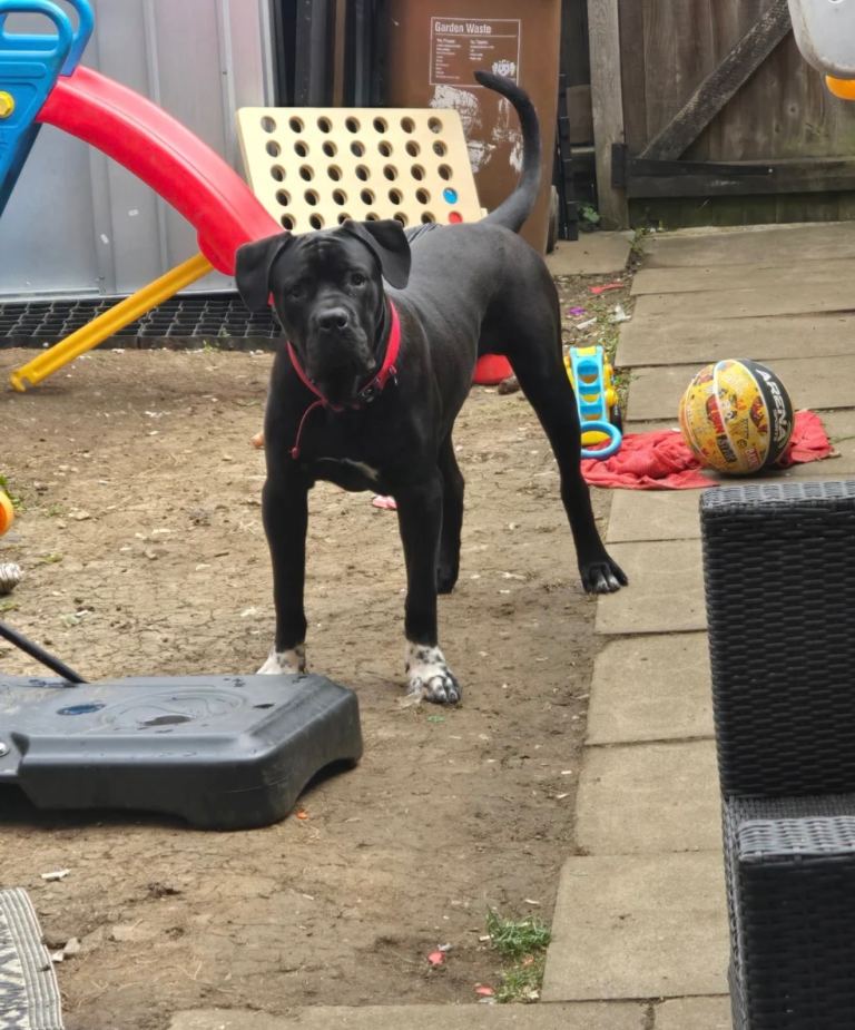 Male cane corso 