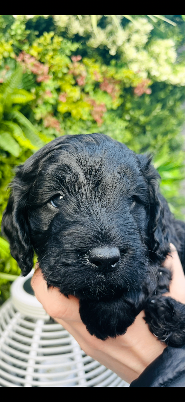 F1 Handsome cockapoo pups💙