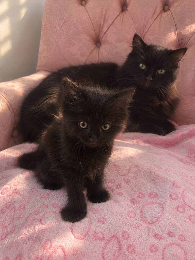Fluffy chocolate maine coon cross kittens 