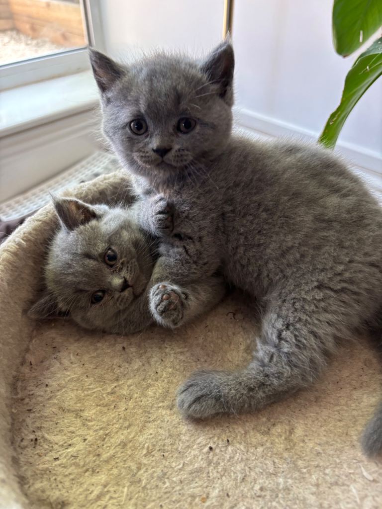 British shorthair 