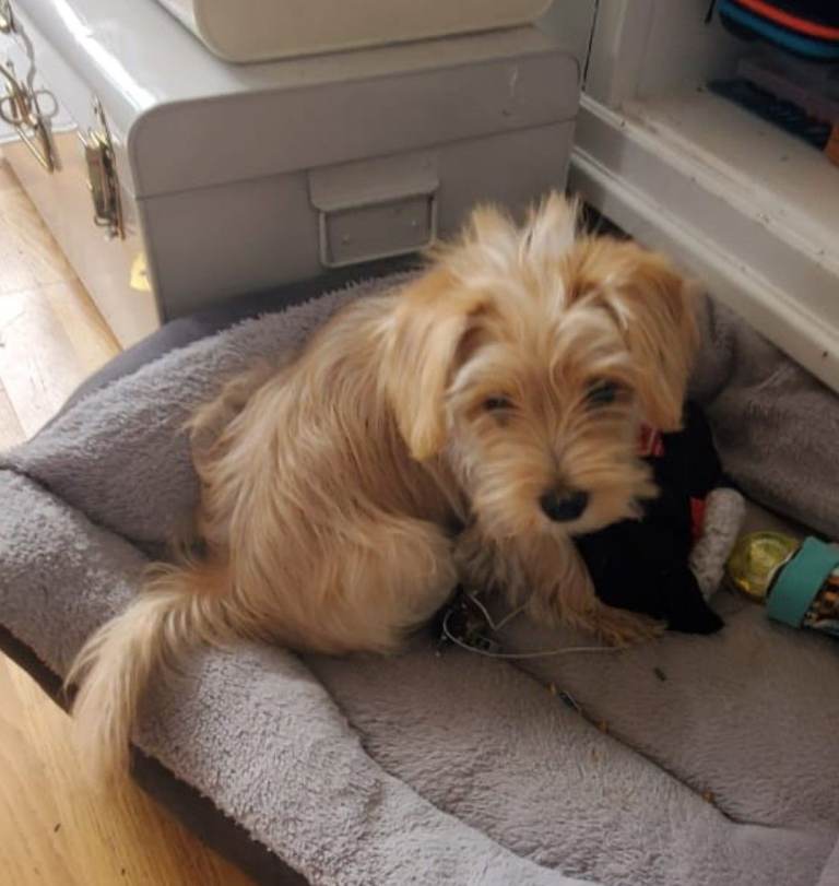 13 week old puppy. Yorkipoo. Cream