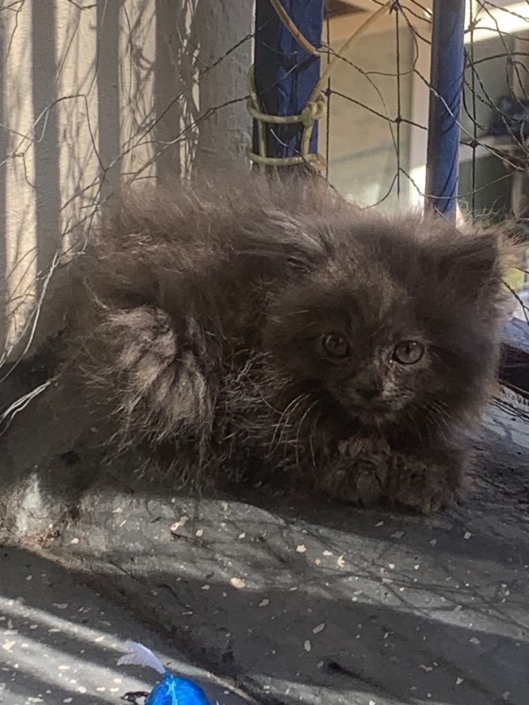 Persian kitten 