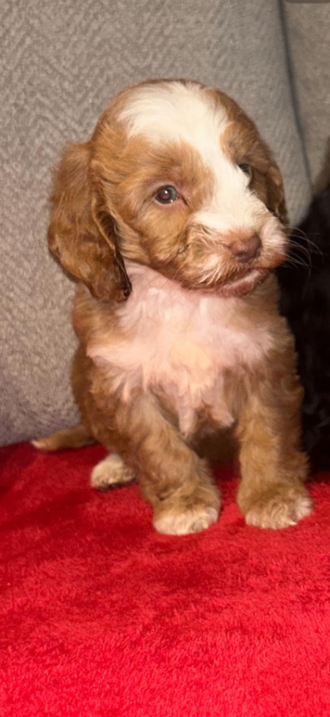 Cockapoo pups