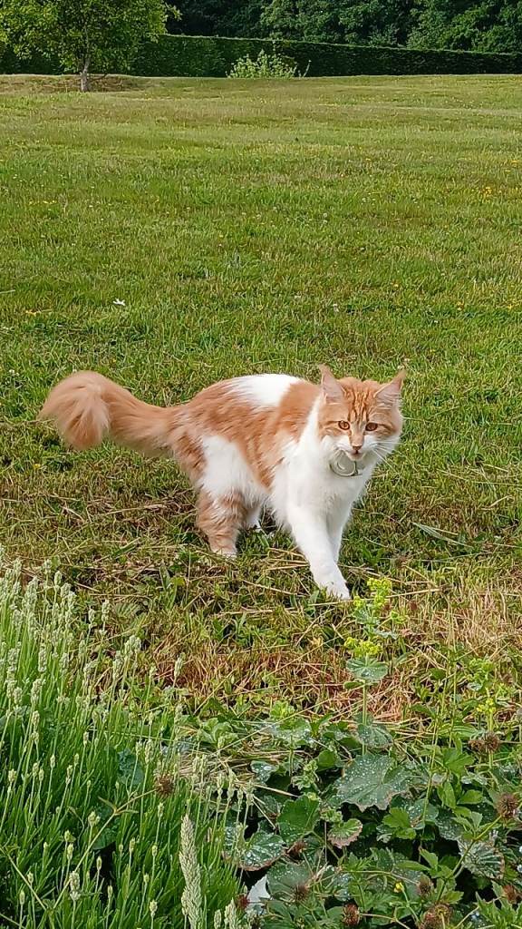 Maine Coon cat for sale